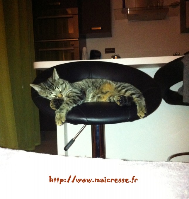 chat-fauteuil